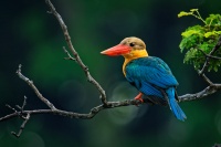 Lednacek gurial - Pelargopsis capensis - Stork-billed Kingfisher 0069
